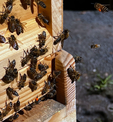 Boden einer Bienenbeute aus Holz an der reger Flugverkehr herrscht