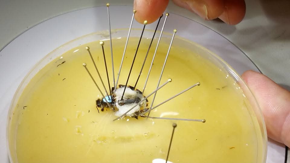 Aufpräparierte Bienenkönigin mit weissen Eierstöcken Präparation und Bild: Matthias Kistenich