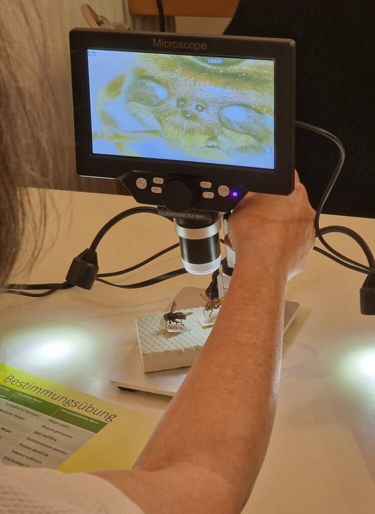 Unter einem Mikroskop erscheint die Darstellung auf einem Monitor: Kopf Europäische Hornisse Bild: Matthias Kistenich