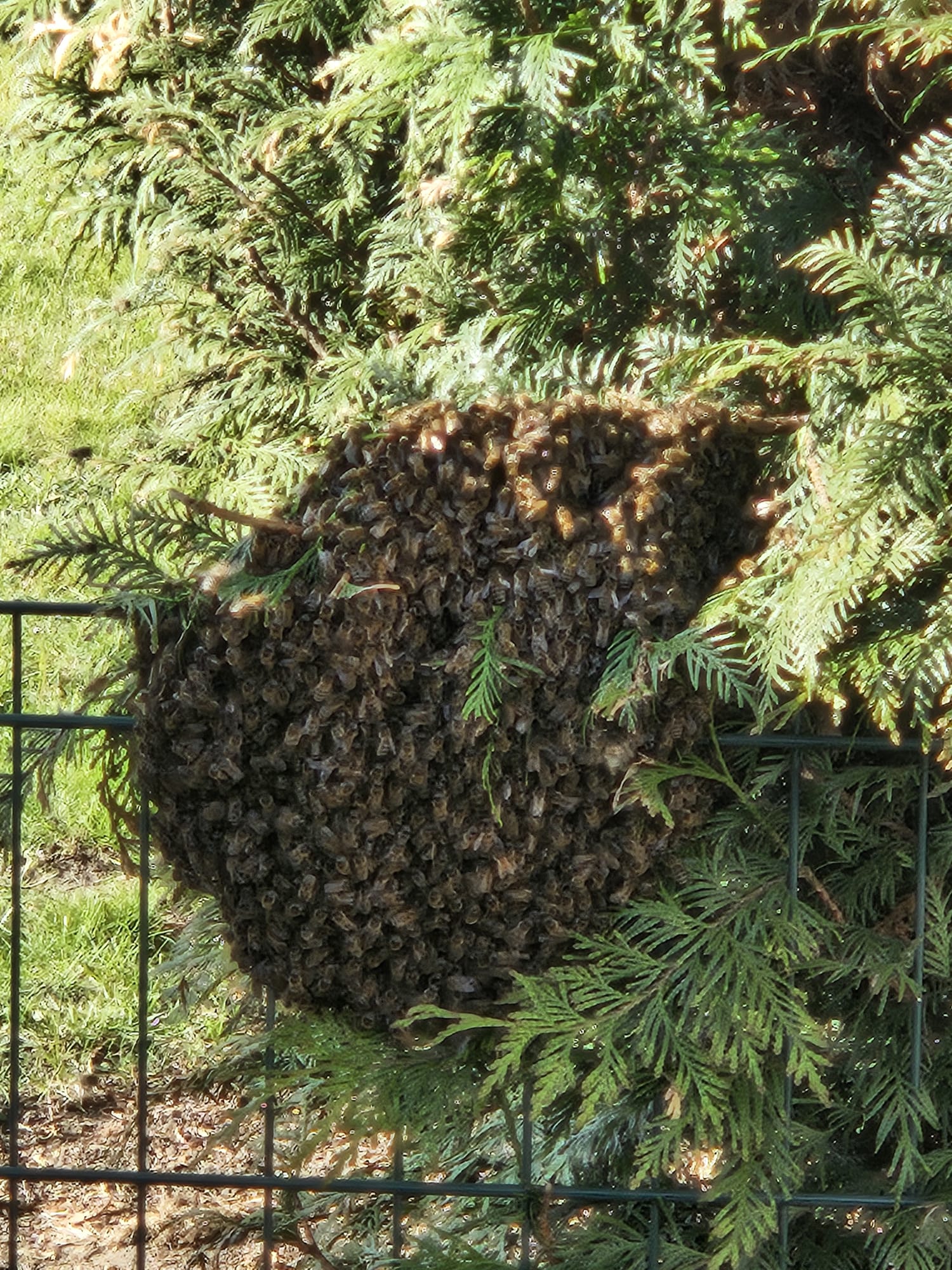 Ein Bienenschwarm hängt in einem Baum