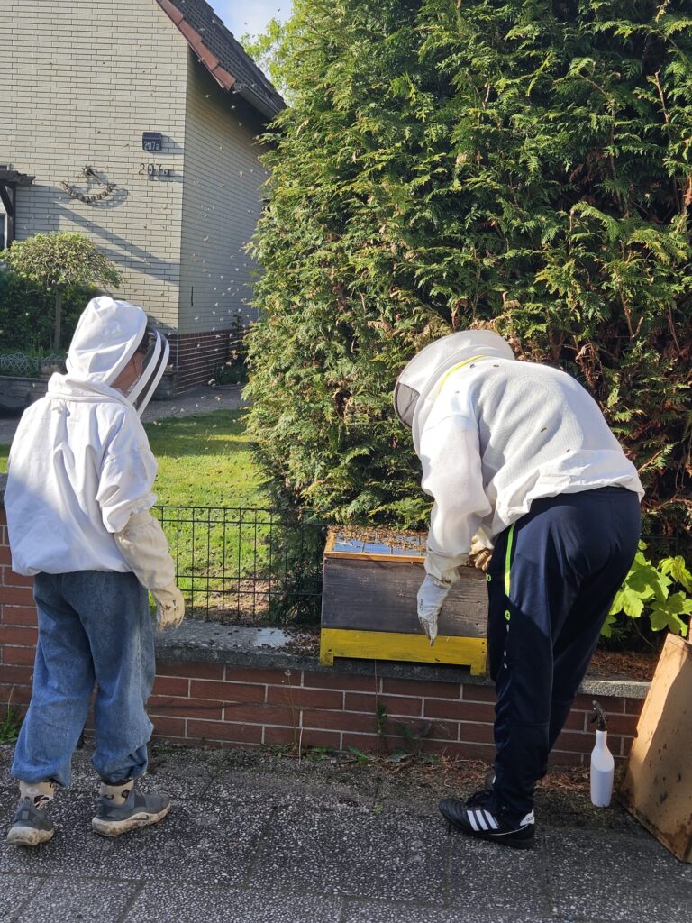 Zwei SchwarmfängerInnen beobachten den Einzug eines Schwarmes in eine bereitgestellte Bienenbeute. Viele Bienen schwirren vor dem Baum